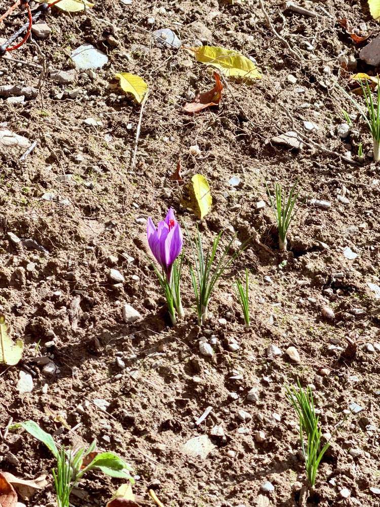 Violette Safranblüte zwischen Erde und grünen Trieben am Hang