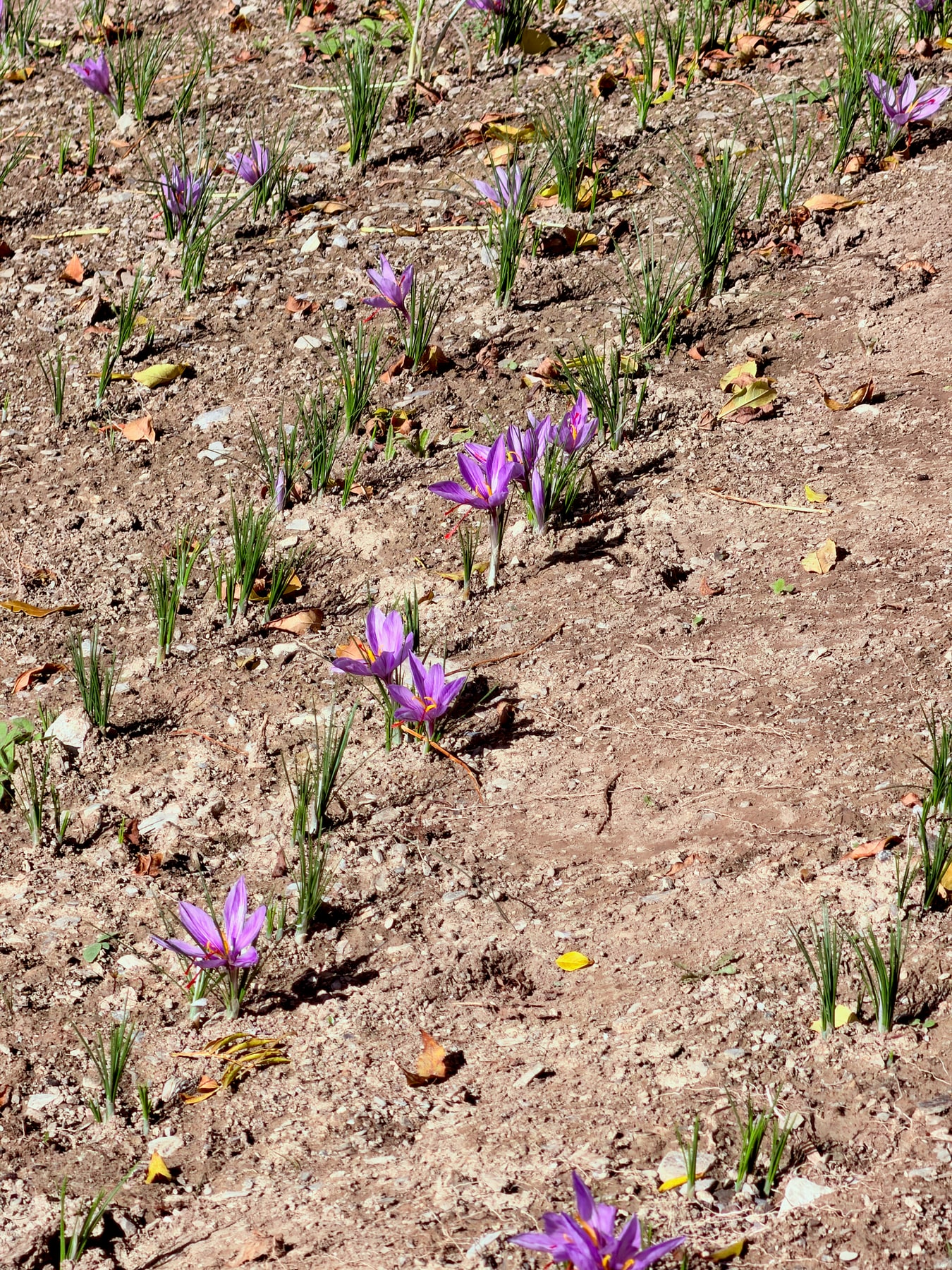 Rangées de crocus à safran en fleurs sur le coteau ensoleillé