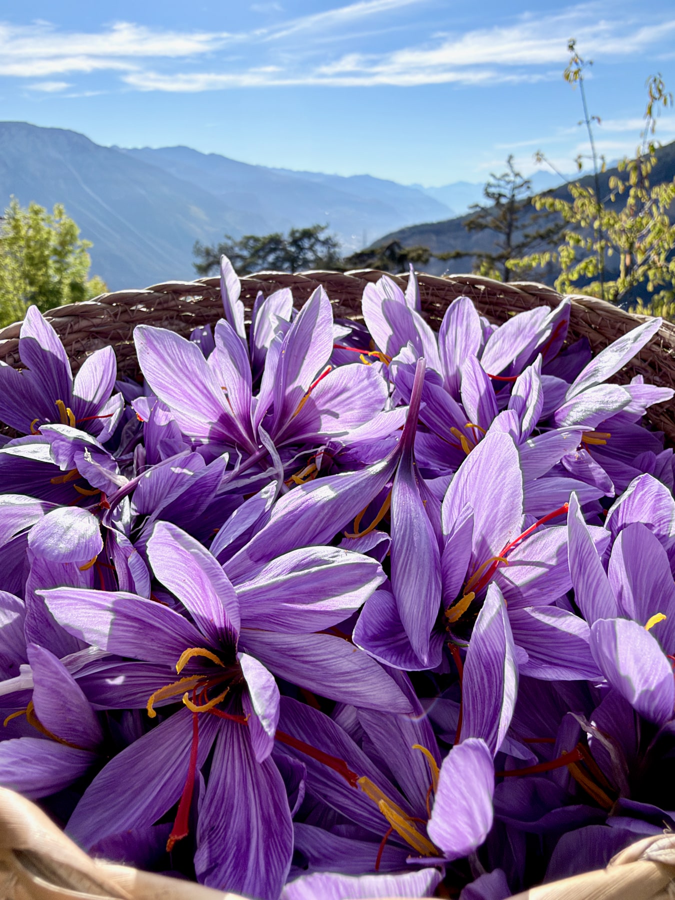 Panier de fleurs de safran devant les montagnes près d’Albinen