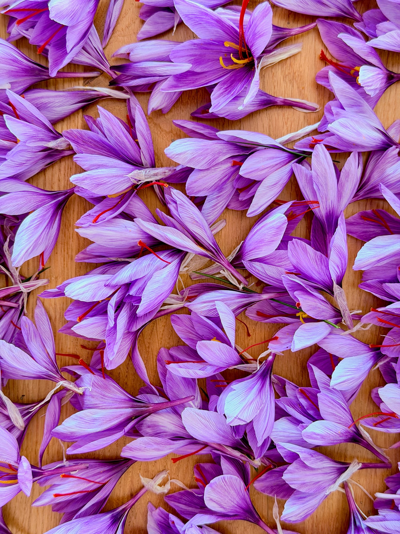 Fleurs de safran cueillies et leurs filaments rouges sur une table en bois