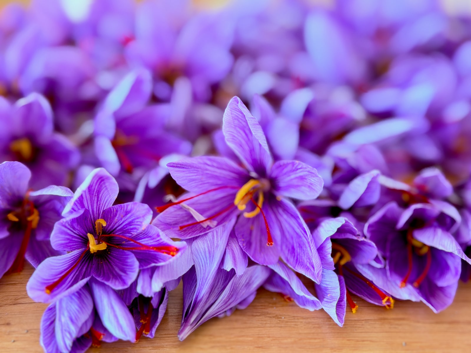 Gros plan sur les fleurs violettes du safran et leurs filaments rouges